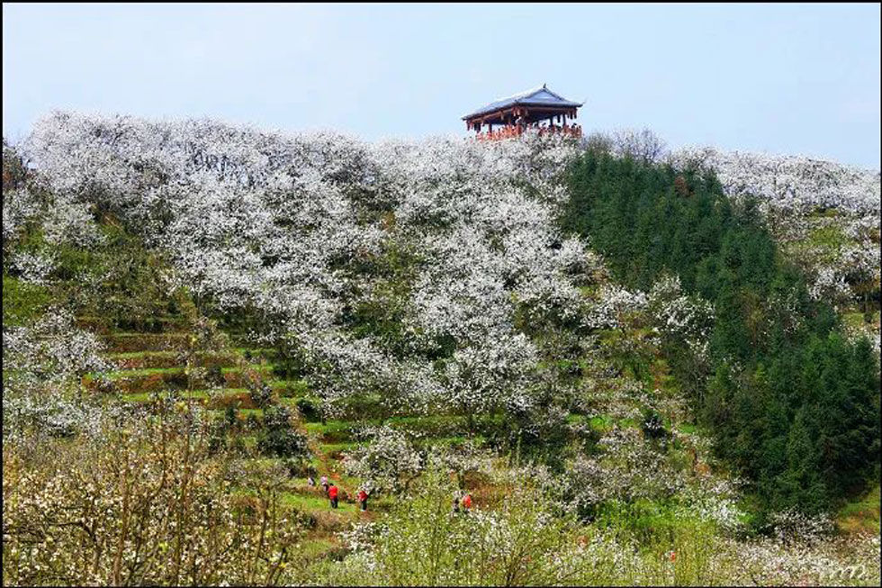 【春天，广西桂林灌阳县向您发出邀请！】我们在灌阳看梨花 - 游山玩水 - 延边生活社区 - 延边28生活网 yanbian.28life.net