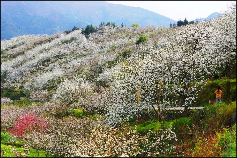 【春天，广西桂林灌阳县向您发出邀请！】我们在灌阳看梨花 - 游山玩水 - 延边生活社区 - 延边28生活网 yanbian.28life.net
