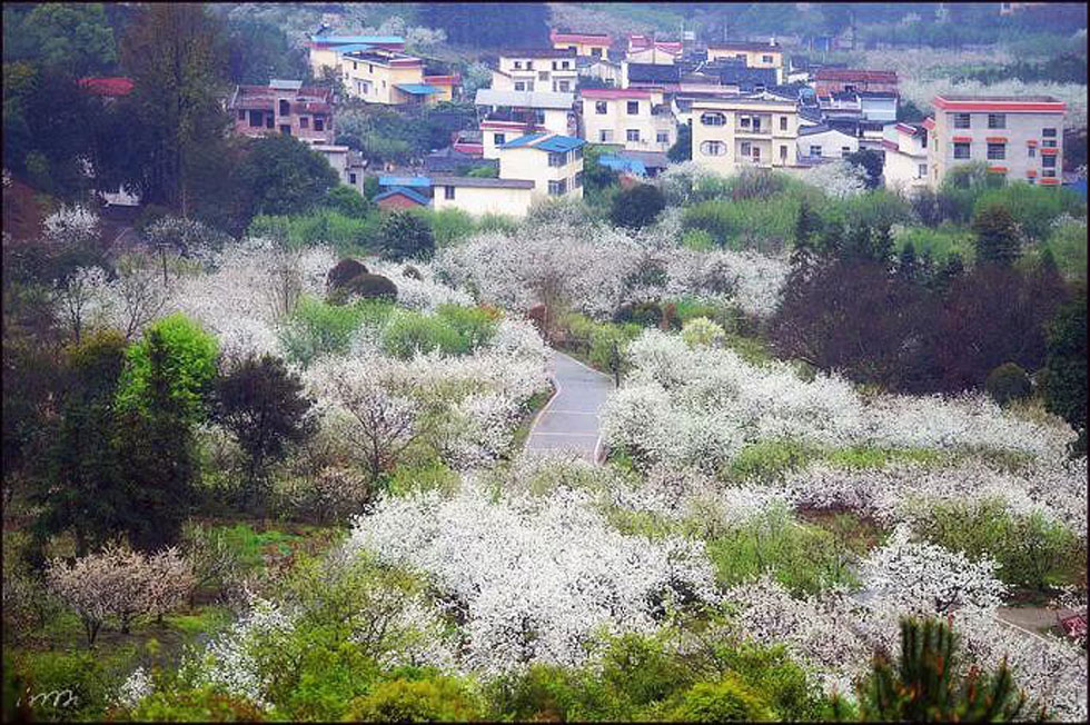 【春天，广西桂林灌阳县向您发出邀请！】我们在灌阳看梨花 - 游山玩水 - 延边生活社区 - 延边28生活网 yanbian.28life.net