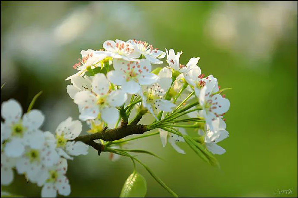 【春天，广西桂林灌阳县向您发出邀请！】我们在灌阳看梨花 - 游山玩水 - 延边生活社区 - 延边28生活网 yanbian.28life.net