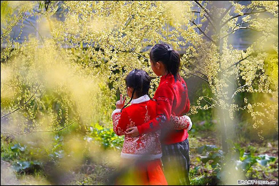 【春天，广西桂林灌阳县向您发出邀请！】米珠山前有片山苍子花在飘香 - 游山玩水 - 延边生活社区 - 延边28生活网 yanbian.28life.net