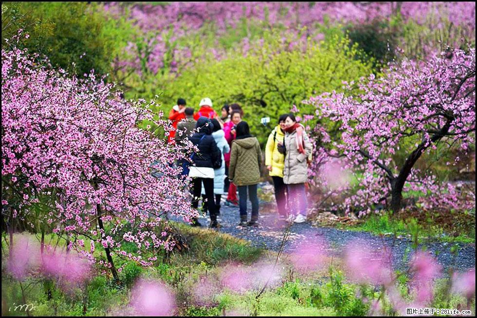 【春天，广西桂林灌阳县向您发出邀请！】官庄村有个醉美的桃花园 - 游山玩水 - 延边生活社区 - 延边28生活网 yanbian.28life.net