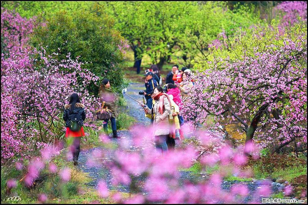 【春天，广西桂林灌阳县向您发出邀请！】官庄村有个醉美的桃花园 - 游山玩水 - 延边生活社区 - 延边28生活网 yanbian.28life.net