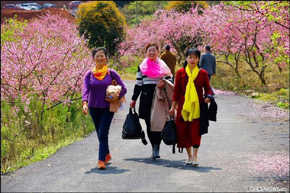 【春天，广西桂林灌阳县向您发出邀请！】官庄村有个醉美的桃花园 - 游山玩水 - 延边生活社区 - 延边28生活网 yanbian.28life.net