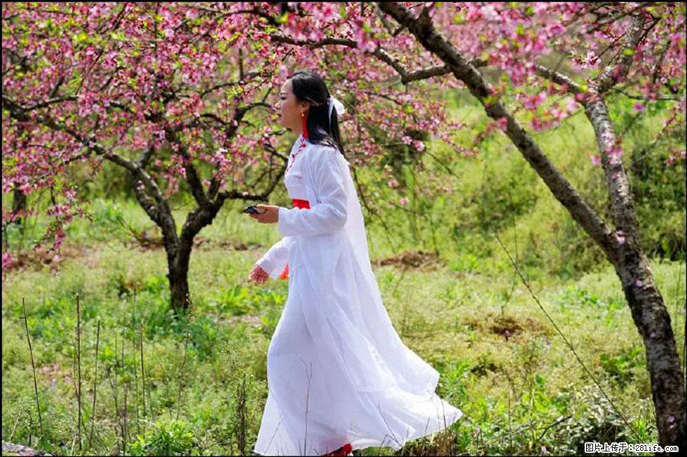 【春天，广西桂林灌阳县向您发出邀请！】官庄村有个醉美的桃花园 - 游山玩水 - 延边生活社区 - 延边28生活网 yanbian.28life.net