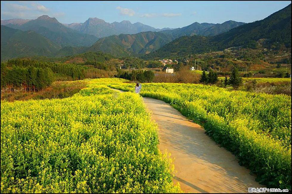 【春天，广西桂林灌阳县向您发出邀请！】长坪村油菜盛情花开 - 游山玩水 - 延边生活社区 - 延边28生活网 yanbian.28life.net
