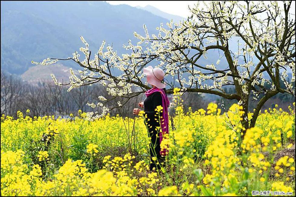 【春天，广西桂林灌阳县向您发出邀请！】长坪村油菜盛情花开 - 游山玩水 - 延边生活社区 - 延边28生活网 yanbian.28life.net