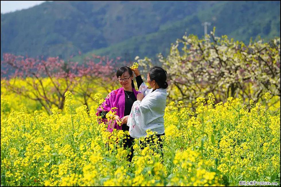 【春天，广西桂林灌阳县向您发出邀请！】长坪村油菜盛情花开 - 游山玩水 - 延边生活社区 - 延边28生活网 yanbian.28life.net
