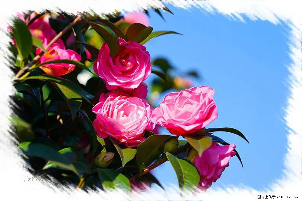 【春天，广西桂林灌阳县向您发出邀请！】杨柳井茶花惹人爱 - 游山玩水 - 延边生活社区 - 延边28生活网 yanbian.28life.net