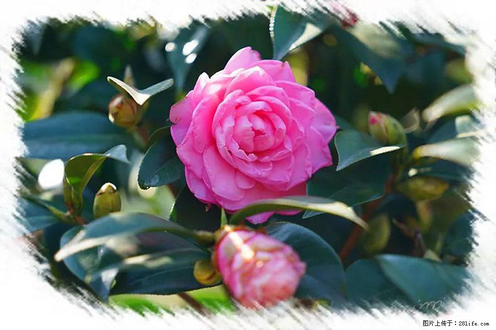 【春天，广西桂林灌阳县向您发出邀请！】杨柳井茶花惹人爱 - 游山玩水 - 延边生活社区 - 延边28生活网 yanbian.28life.net
