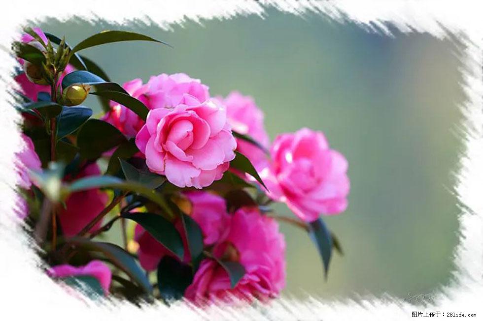 【春天，广西桂林灌阳县向您发出邀请！】杨柳井茶花惹人爱 - 游山玩水 - 延边生活社区 - 延边28生活网 yanbian.28life.net