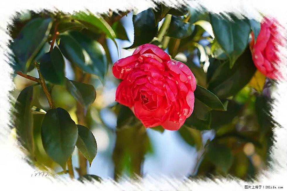 【春天，广西桂林灌阳县向您发出邀请！】杨柳井茶花惹人爱 - 游山玩水 - 延边生活社区 - 延边28生活网 yanbian.28life.net