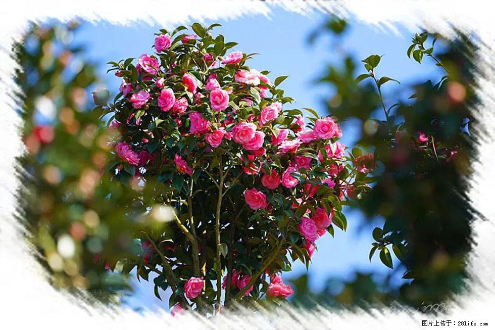 【春天，广西桂林灌阳县向您发出邀请！】杨柳井茶花惹人爱 - 游山玩水 - 延边生活社区 - 延边28生活网 yanbian.28life.net