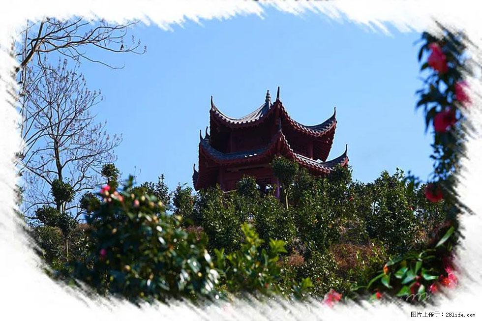 【春天，广西桂林灌阳县向您发出邀请！】杨柳井茶花惹人爱 - 游山玩水 - 延边生活社区 - 延边28生活网 yanbian.28life.net