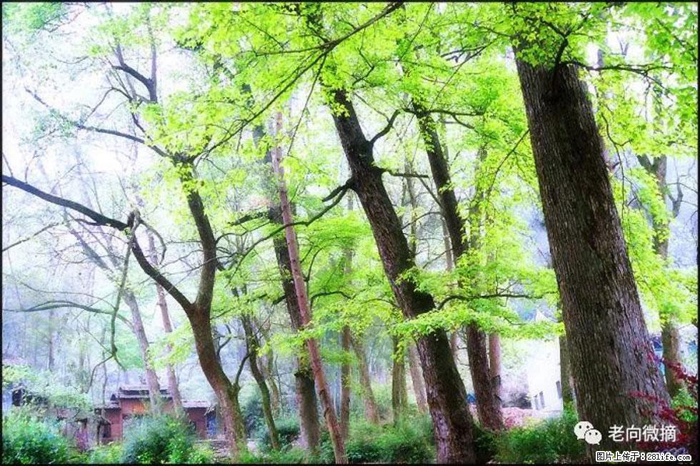 【春天，广西桂林灌阳县向您发出邀请！】在小龙村与春天约会 - 游山玩水 - 延边生活社区 - 延边28生活网 yanbian.28life.net