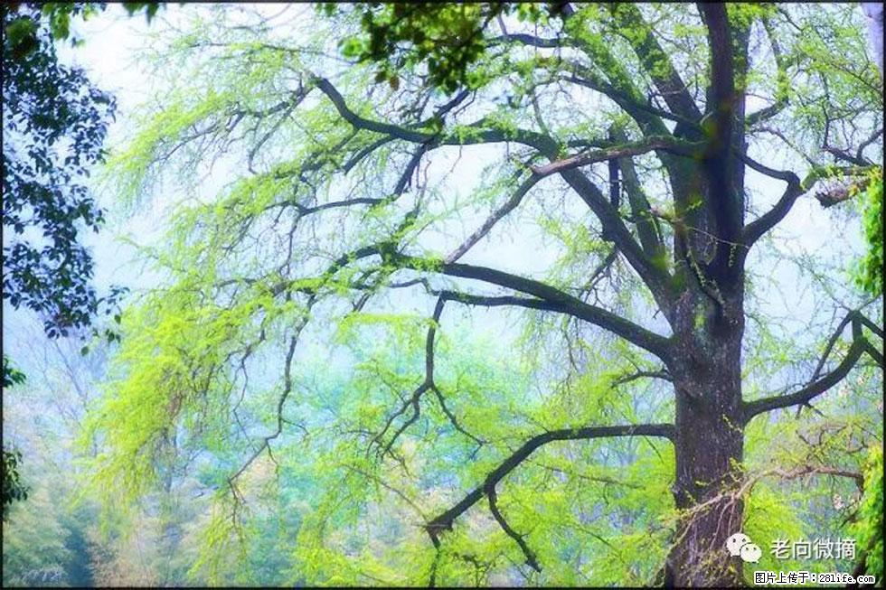 【春天，广西桂林灌阳县向您发出邀请！】在小龙村与春天约会 - 游山玩水 - 延边生活社区 - 延边28生活网 yanbian.28life.net
