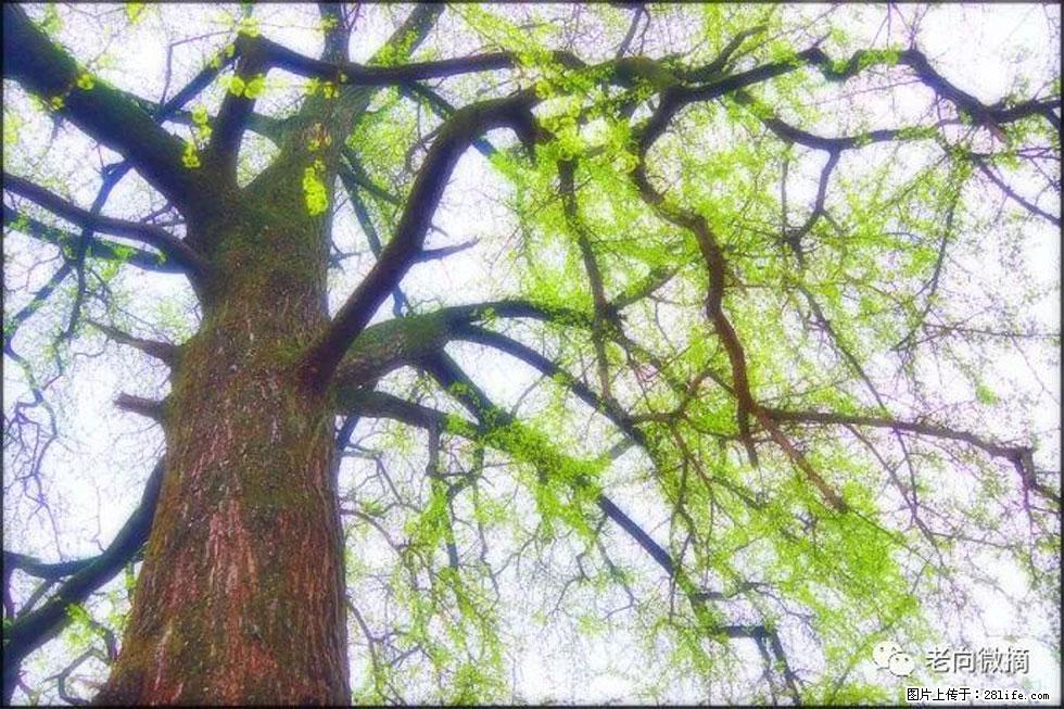 【春天，广西桂林灌阳县向您发出邀请！】在小龙村与春天约会 - 游山玩水 - 延边生活社区 - 延边28生活网 yanbian.28life.net