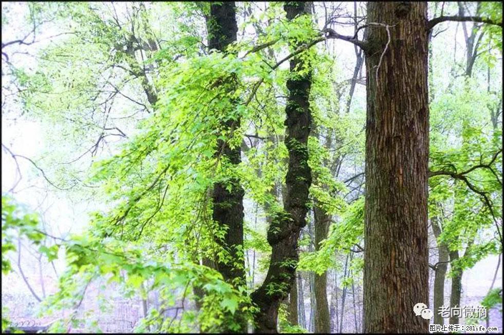 【春天，广西桂林灌阳县向您发出邀请！】在小龙村与春天约会 - 游山玩水 - 延边生活社区 - 延边28生活网 yanbian.28life.net