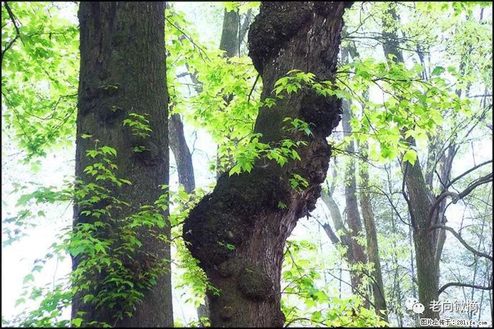 【春天，广西桂林灌阳县向您发出邀请！】在小龙村与春天约会 - 游山玩水 - 延边生活社区 - 延边28生活网 yanbian.28life.net