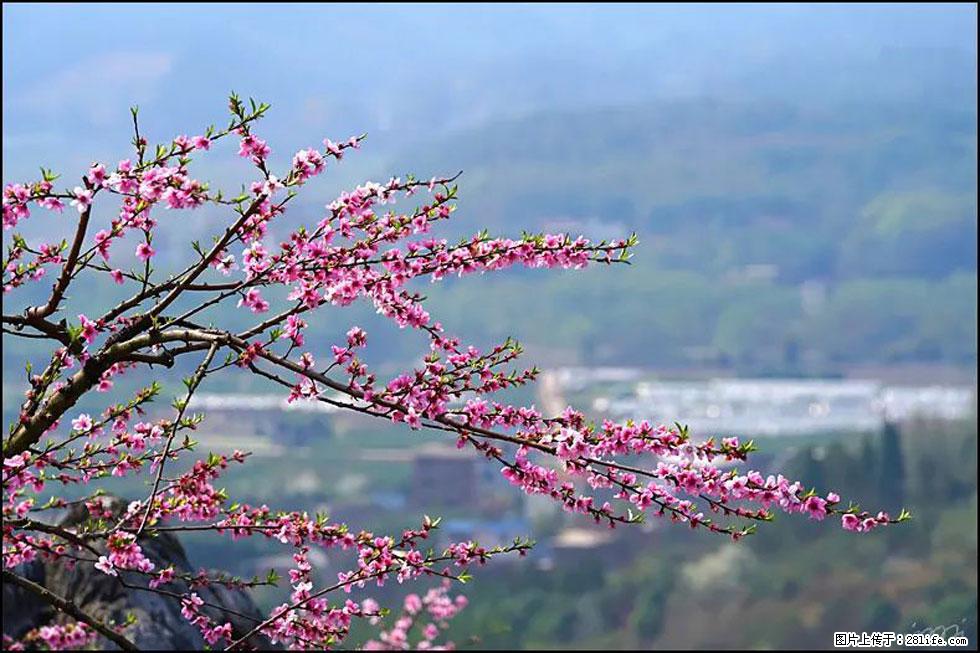 【春天，广西桂林灌阳县向您发出邀请！】望月岭上桃花开 - 游山玩水 - 延边生活社区 - 延边28生活网 yanbian.28life.net