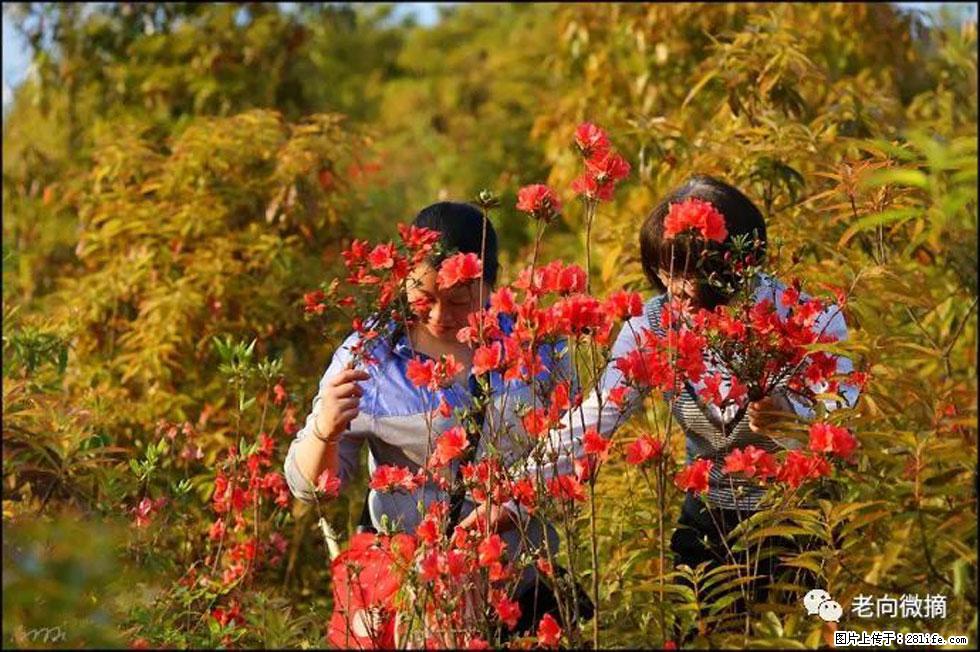 【春天，广西桂林灌阳县向您发出邀请！】登麒麟山，相约映山红 - 游山玩水 - 延边生活社区 - 延边28生活网 yanbian.28life.net