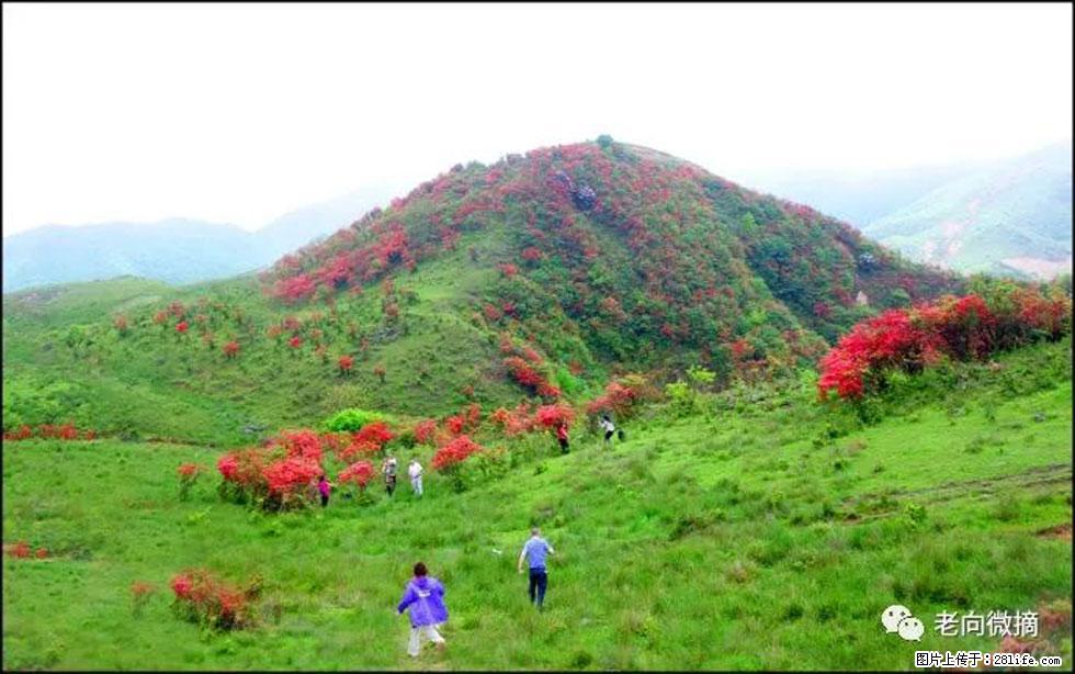 【春天，广西桂林灌阳县向您发出邀请！】宝盖山上映山红 - 游山玩水 - 延边生活社区 - 延边28生活网 yanbian.28life.net