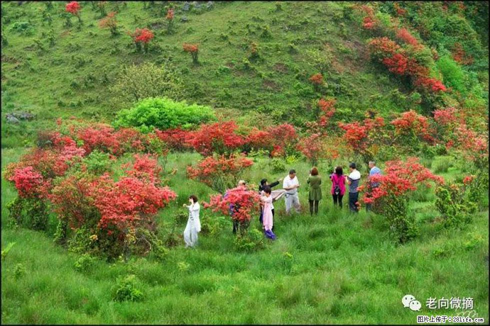 【春天，广西桂林灌阳县向您发出邀请！】宝盖山上映山红 - 游山玩水 - 延边生活社区 - 延边28生活网 yanbian.28life.net