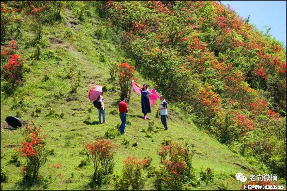 【春天，广西桂林灌阳县向您发出邀请！】宝盖山上映山红 - 游山玩水 - 延边生活社区 - 延边28生活网 yanbian.28life.net