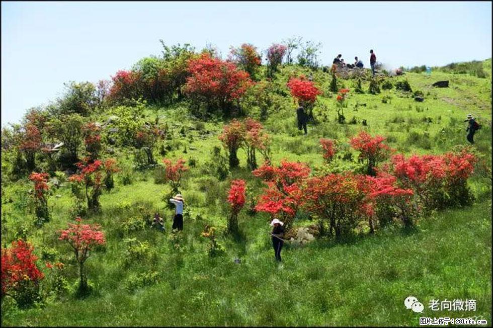 【春天，广西桂林灌阳县向您发出邀请！】宝盖山上映山红 - 游山玩水 - 延边生活社区 - 延边28生活网 yanbian.28life.net