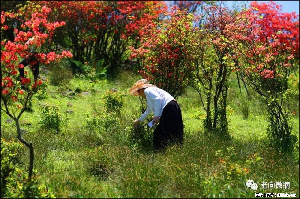 【春天，广西桂林灌阳县向您发出邀请！】宝盖山上映山红 - 游山玩水 - 延边生活社区 - 延边28生活网 yanbian.28life.net