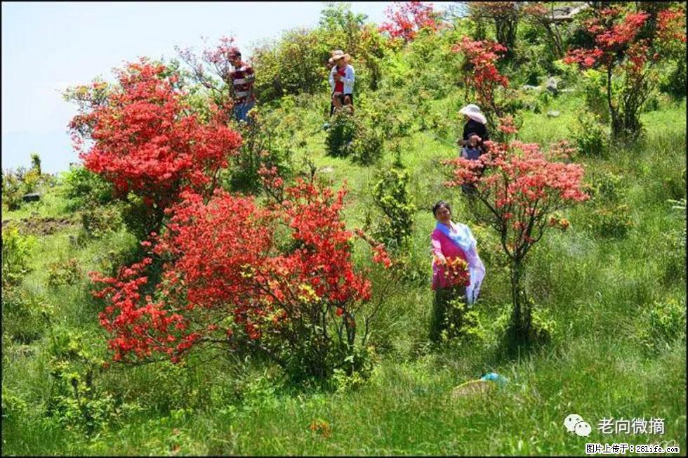 【春天，广西桂林灌阳县向您发出邀请！】宝盖山上映山红 - 游山玩水 - 延边生活社区 - 延边28生活网 yanbian.28life.net