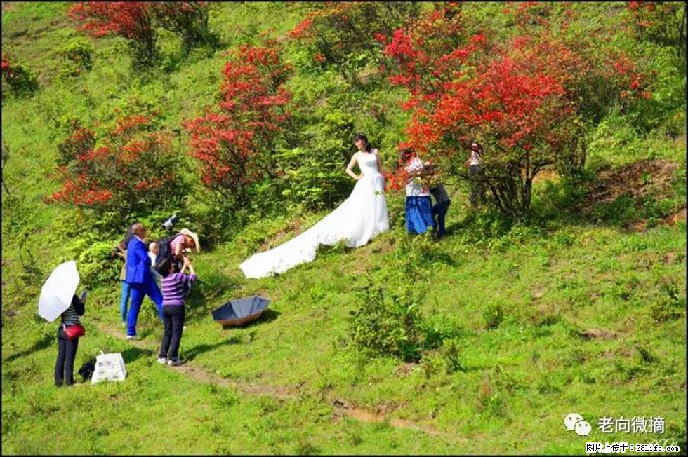 【春天，广西桂林灌阳县向您发出邀请！】宝盖山上映山红 - 游山玩水 - 延边生活社区 - 延边28生活网 yanbian.28life.net