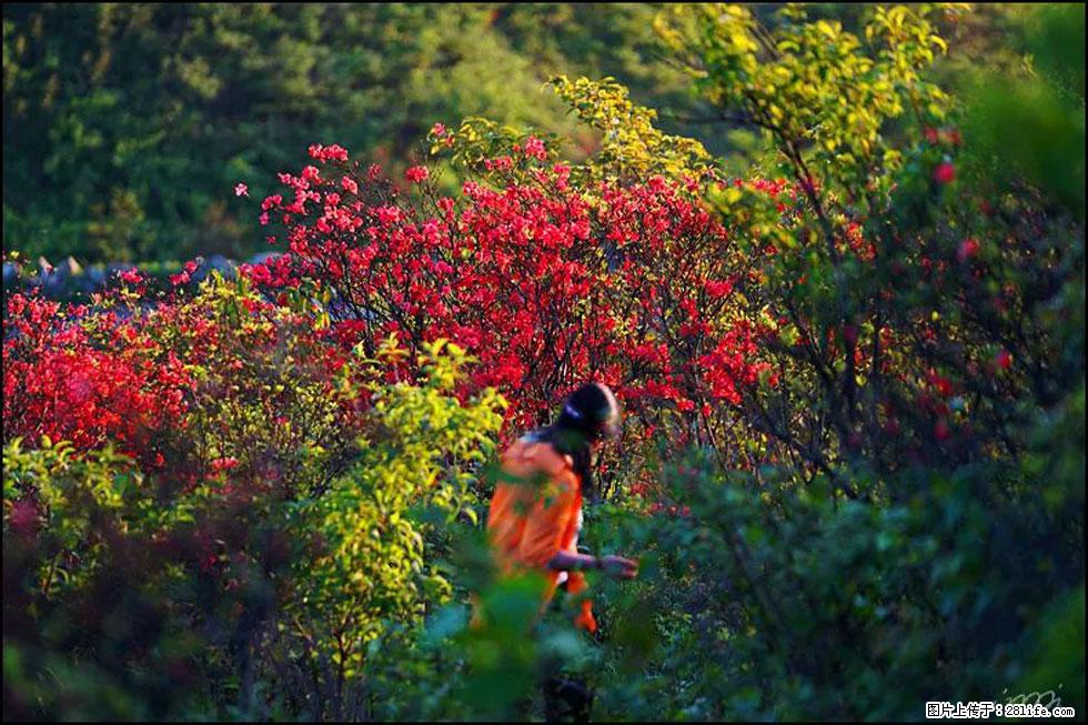 【春天，广西桂林灌阳县向您发出邀请！】春木界上映山红 - 游山玩水 - 延边生活社区 - 延边28生活网 yanbian.28life.net