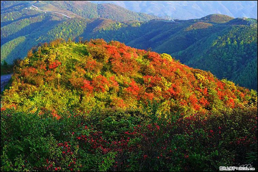 【春天，广西桂林灌阳县向您发出邀请！】春木界上映山红 - 游山玩水 - 延边生活社区 - 延边28生活网 yanbian.28life.net