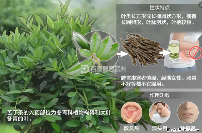 苦丁茶有哪些功效和作用 - 生活百科 - 延边生活社区 - 延边28生活网 yanbian.28life.net