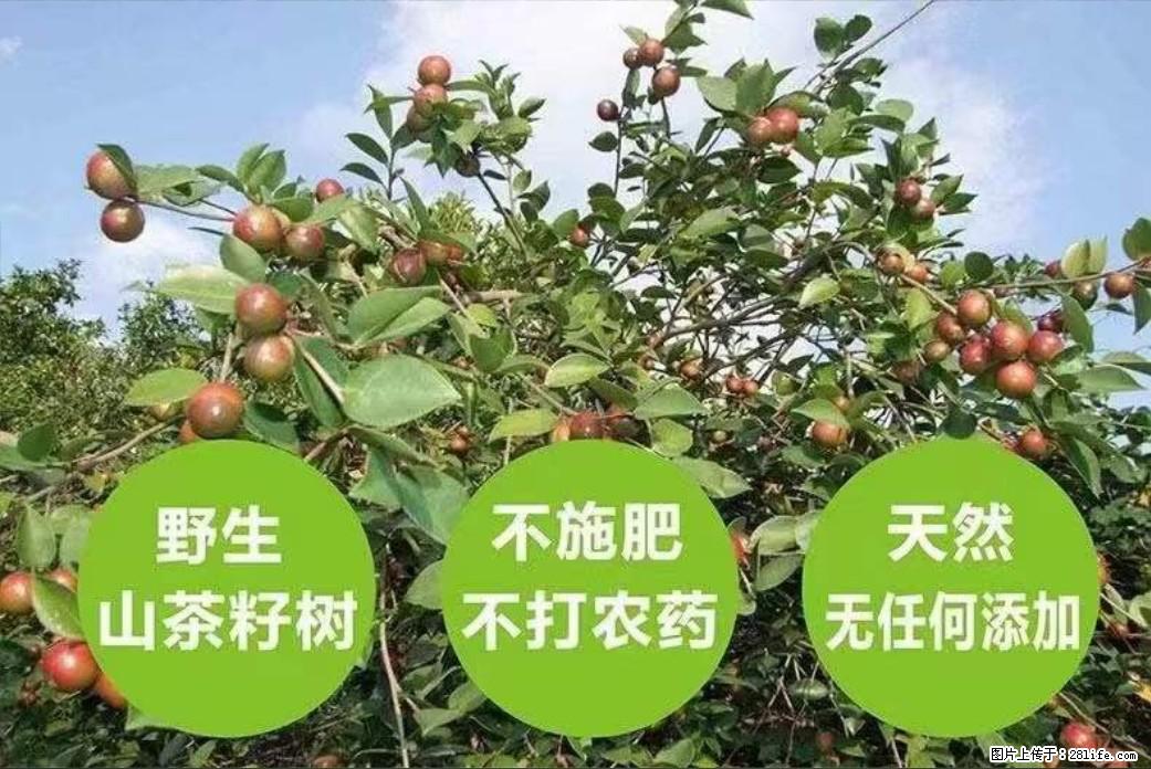 【灌阳县油茶产业示范区】一个有着充实的精神生活的人，对待身外之物自会有一种淡泊的态度 - 土特产 - 饮食特产 - 延边分类信息 - 延边28生活网 yanbian.28life.net