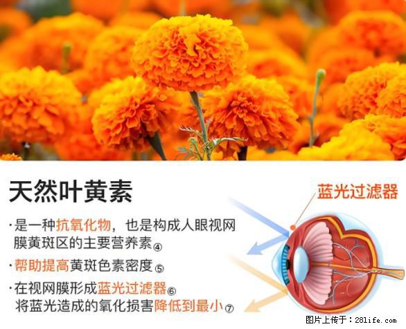 叶黄素有什么功效和作用 - 生活百科 - 延边生活社区 - 延边28生活网 yanbian.28life.net