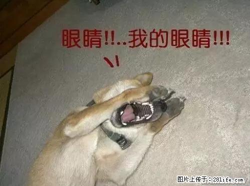 笑癫了！一女的怀孕三年未生，他终于忍不住了... - 娱乐八卦 - 延边生活社区 - 延边28生活网 yanbian.28life.net