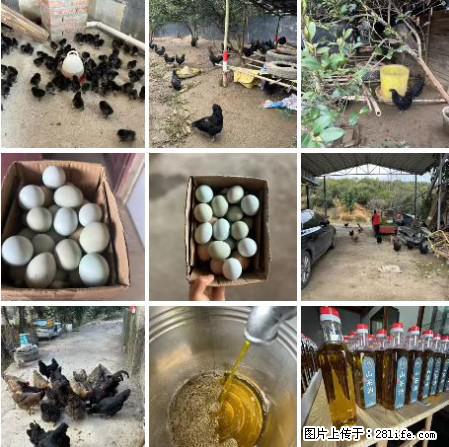 油茶园从小鸡仔开始养起的纯土鸡、土鸡蛋可以预定啦！还有前几天刚榨的纯山茶油哦 - 美食天地 - 延边生活社区 - 延边28生活网 yanbian.28life.net