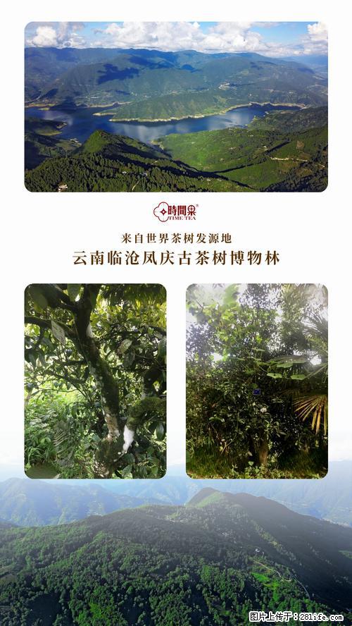 时间果百年古树2025年春红茶 - 购物交流 - 延边生活社区 - 延边28生活网 yanbian.28life.net