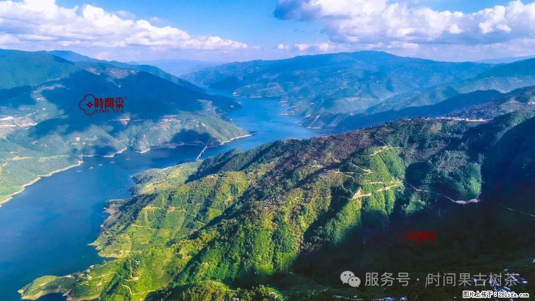 时间果百年古树龙珠普洱生茶 - 购物交流 - 延边生活社区 - 延边28生活网 yanbian.28life.net