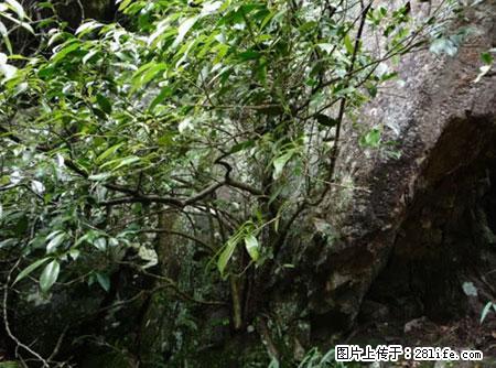 平乐石崖茶，珍贵仅次于金花茶 - 延边生活资讯 - 延边28生活网 yanbian.28life.net
