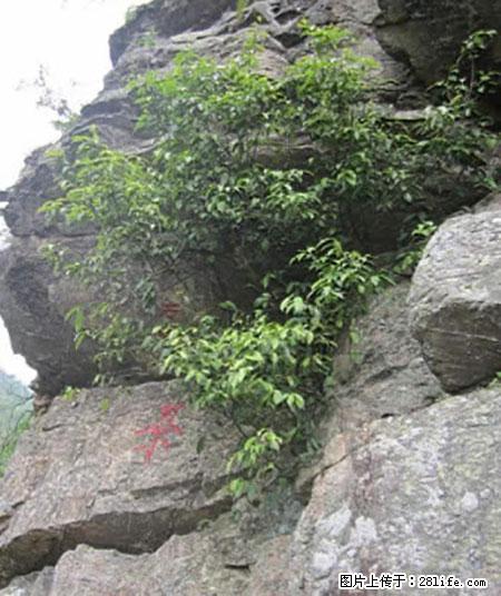 平乐石崖茶，珍贵仅次于金花茶 - 延边生活资讯 - 延边28生活网 yanbian.28life.net