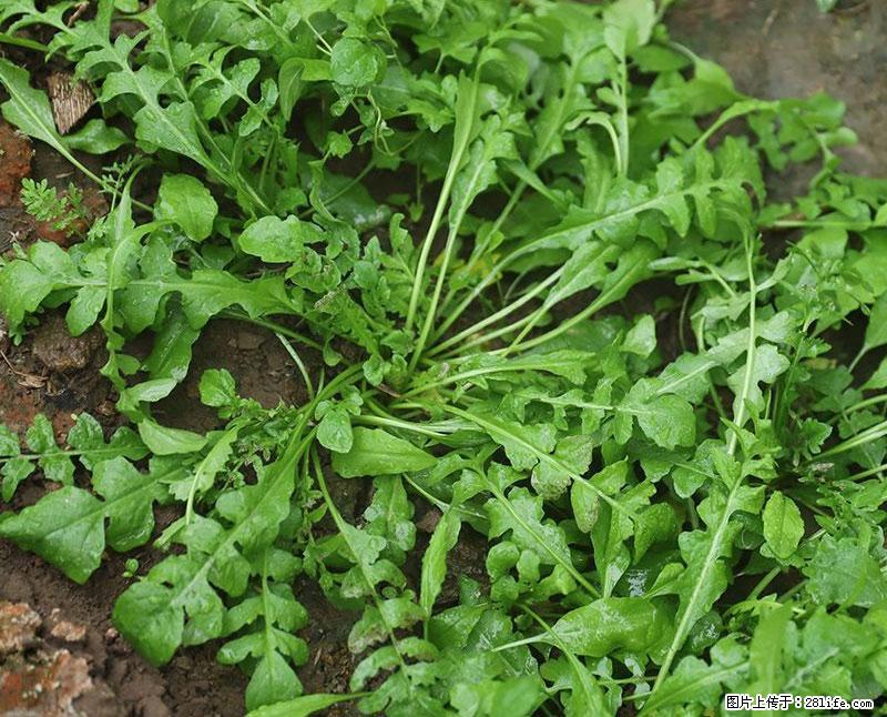 这些蔬菜是“天然钙片”，这6种被医生重点推荐 - 延边生活资讯 - 延边28生活网 yanbian.28life.net