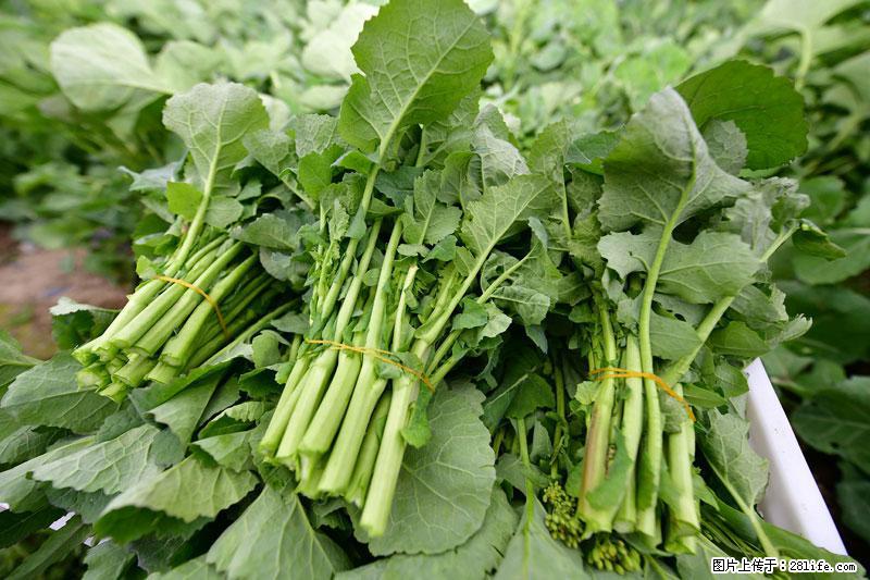 这些蔬菜是“天然钙片”，这6种被医生重点推荐 - 延边生活资讯 - 延边28生活网 yanbian.28life.net